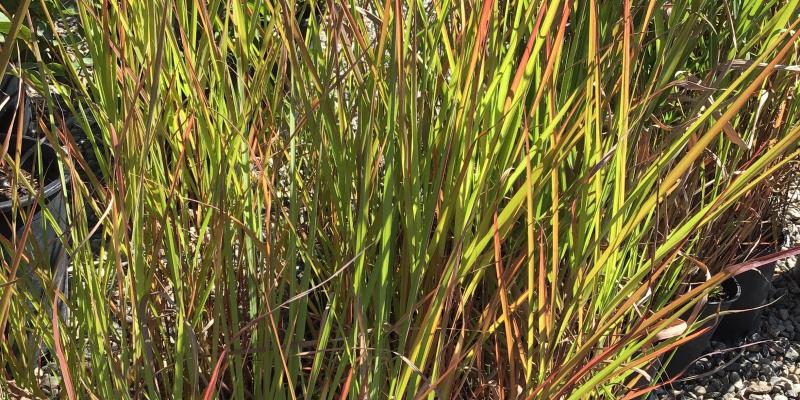 'Flame' Grass