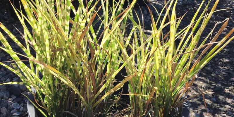 'Goldbar' Maiden Grass