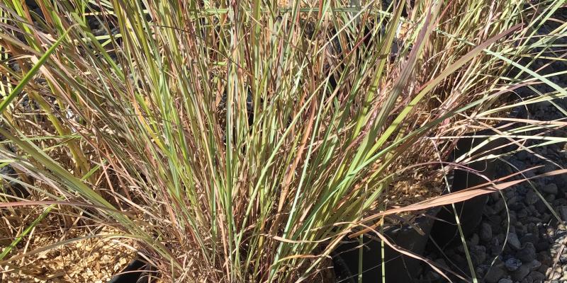'The Blues' Little Blue Stem Grass