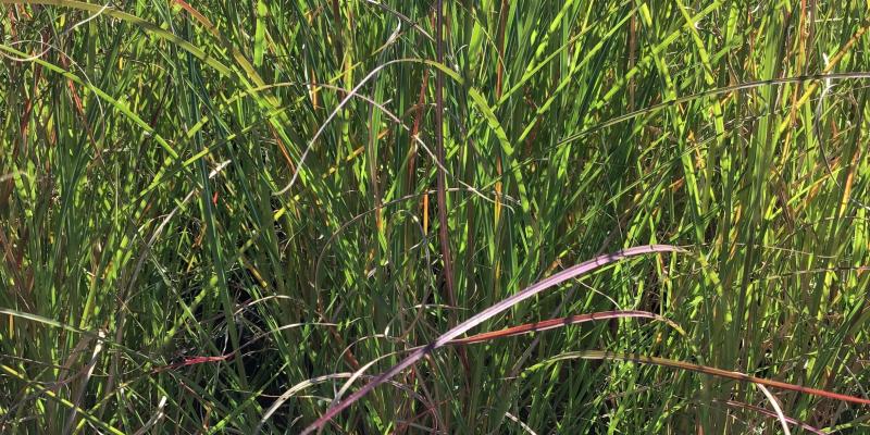 'Yaku Jima' Dwarf Maiden Grass