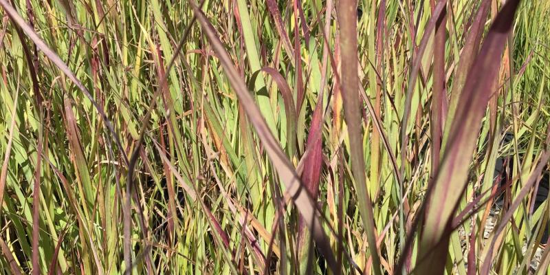Shenandoah Switch Grass