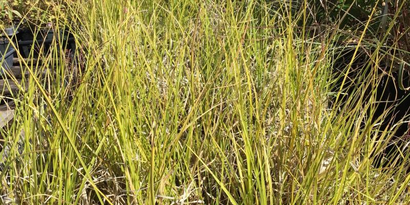 Beaked Sedge