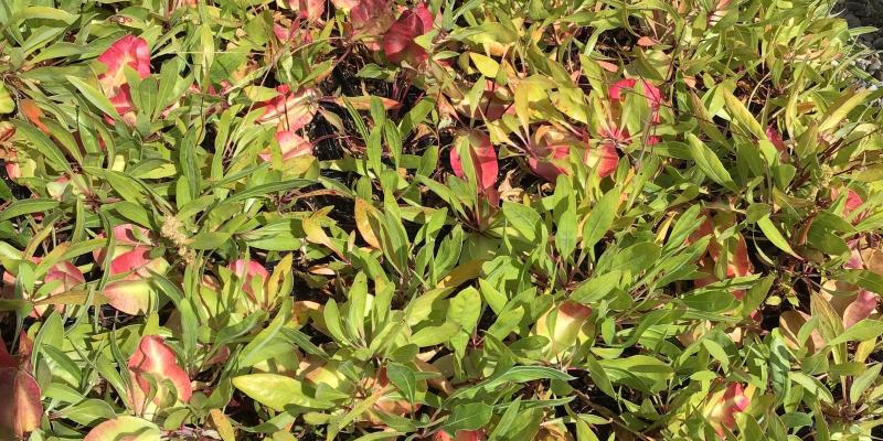 Pale Evening Primrose