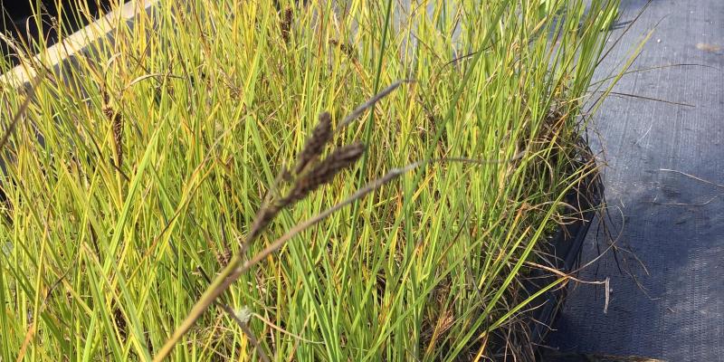 Water Sedge