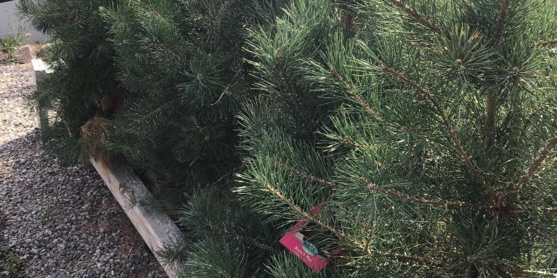 Scotch Pine