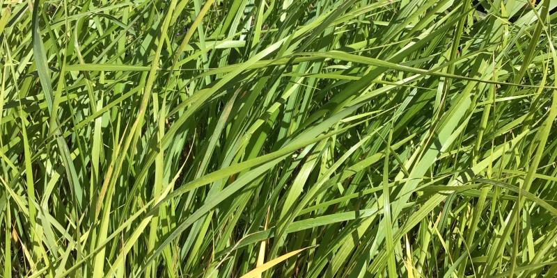 Sweet grass