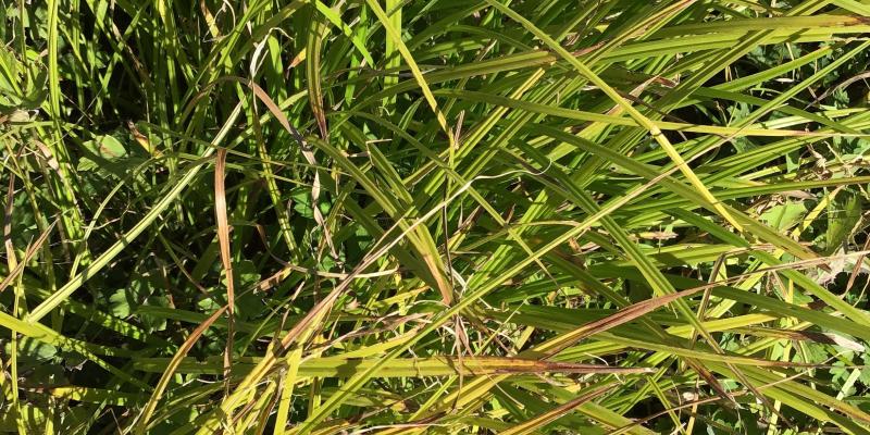 Small Flowered Bullrush