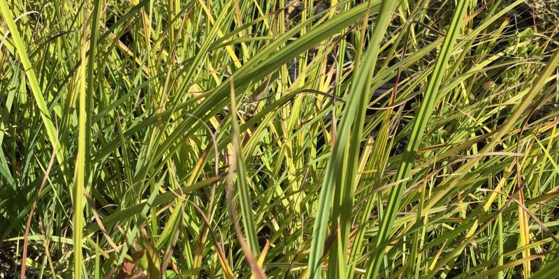 Columbian Sedge