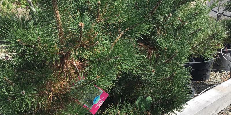 Mountain Pine
