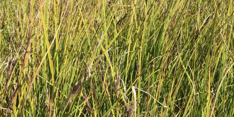 Kellogg's Sedge