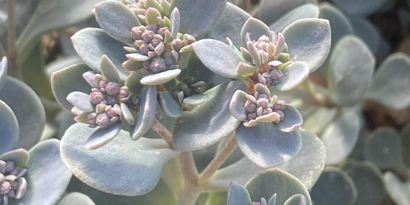 'Blue Elf' Stonecrop