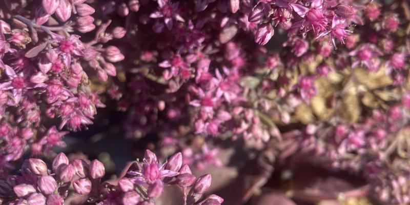 'Cherry Tart' Stonecrop