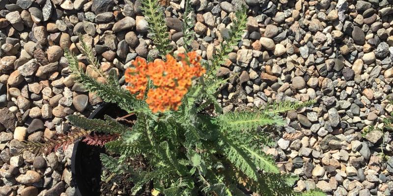 'Terracotta' Yarrow