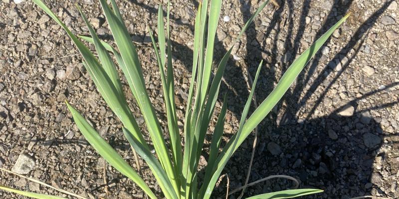 Adam's Needle Yucca