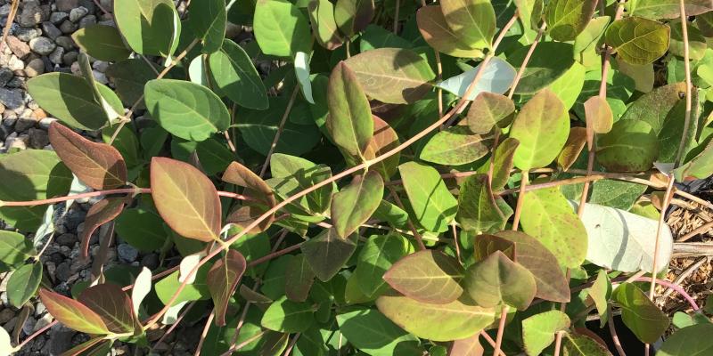 'Mandarin' Honeysuckle
