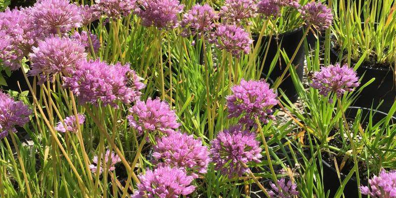 'Millenium' Ornamental Allium