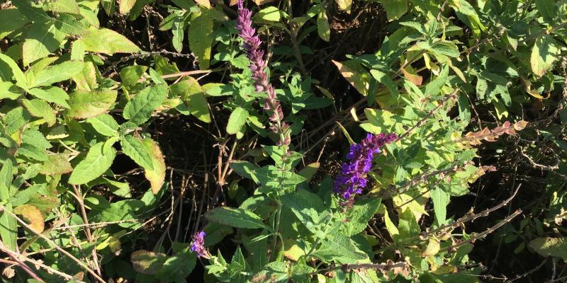 'Caradonna' Salvia