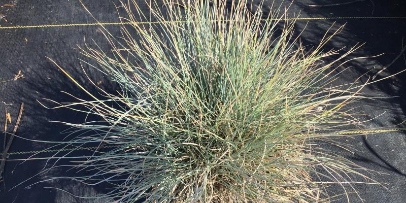 'Boulder Blue' Fescue
