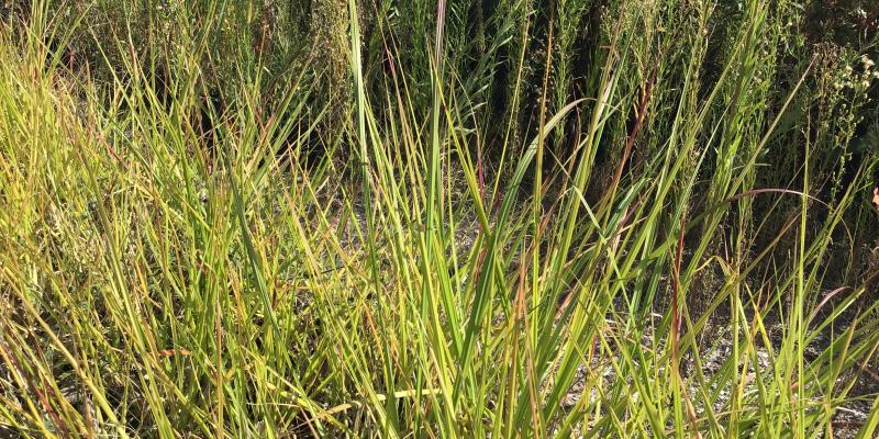'Agassiz Red' Silver grass