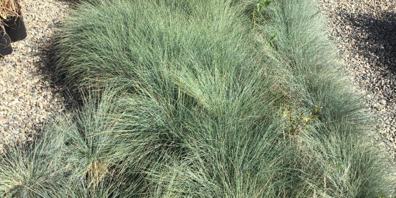 'Elijah Blue' Fescue