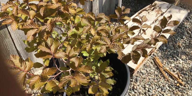 Copper Beech