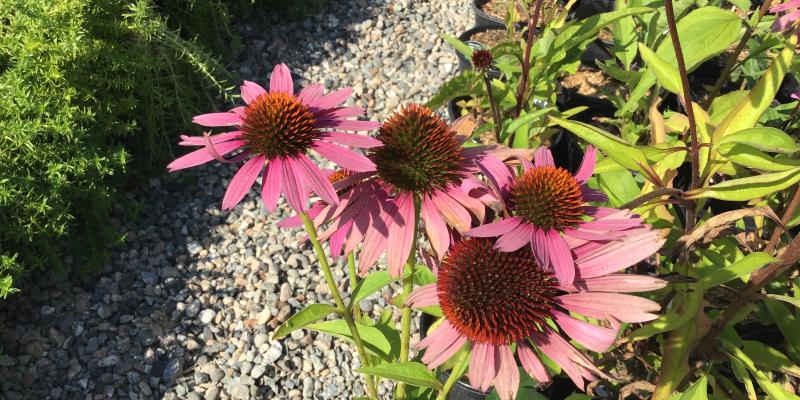 'Magnus Superior' Coneflower