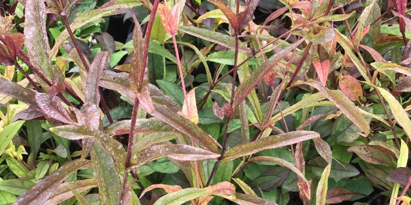 'Huskers Red' Penstemon