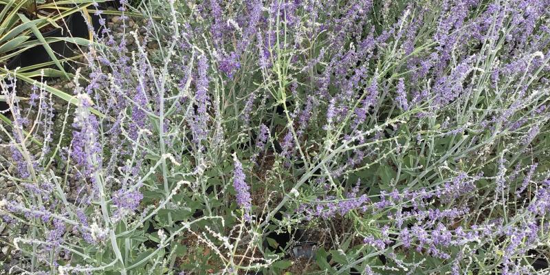 'Little Spire' Russian Sage