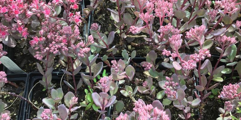 'Dazzleberry' Stonecrop