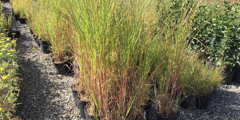 'Gracillimus' Maiden Grass