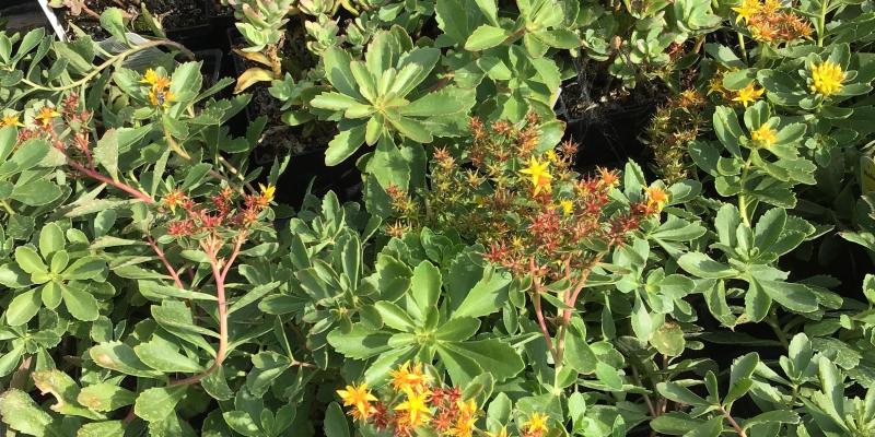 'Weihenstephaner Gold' Stonecrop