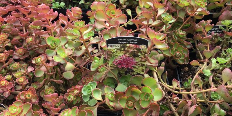 'Dragon's Blood' Stonecrop