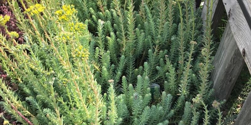 'Blue Spruce' Stonecrop