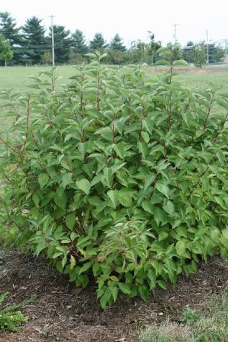 Dogwood - Arctic Fire