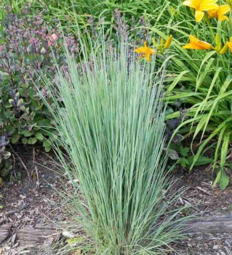 Schizachyrium 'The Blues'