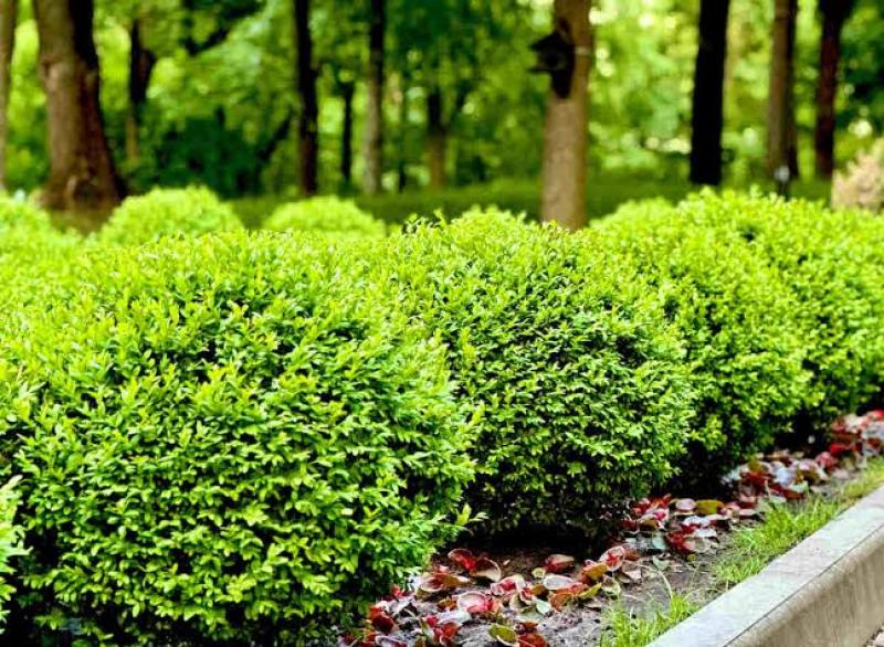 Boxwood - False
