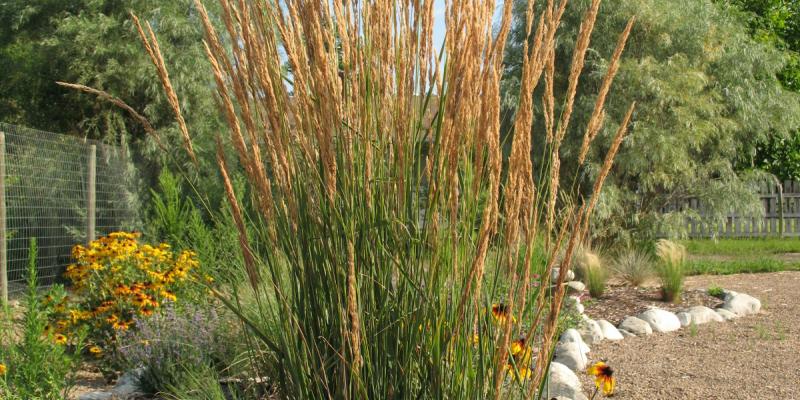 'Karl Foerster' Feather Reed Grass