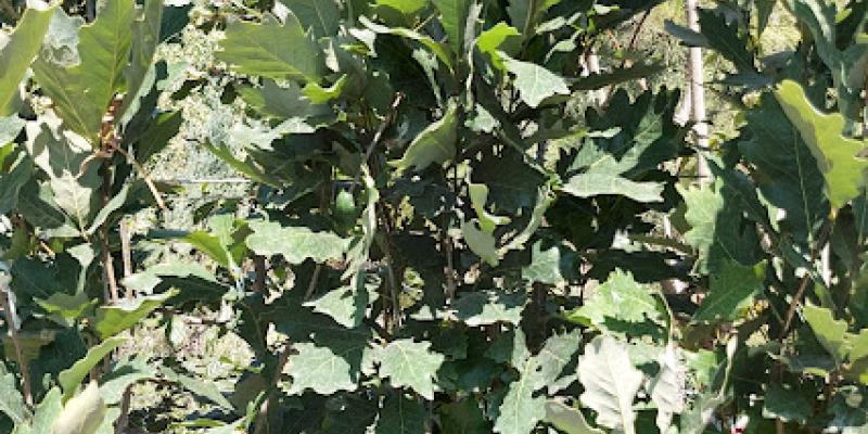 kindred spirit oak Quercus x Warei 'Nadler'