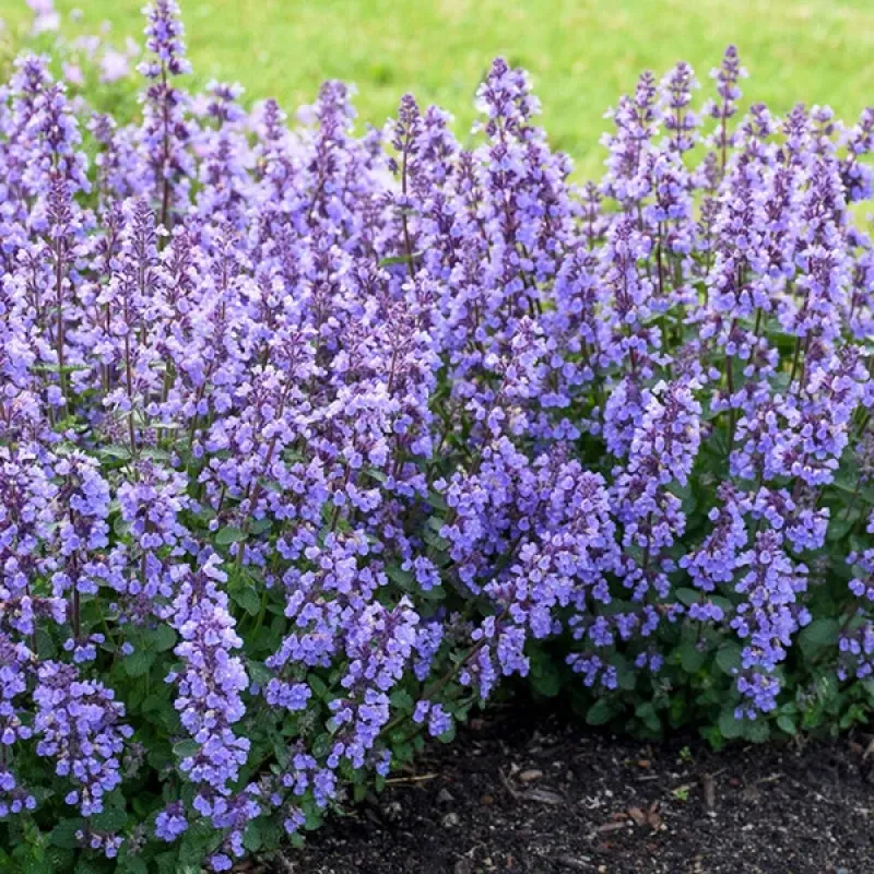 Nepeta - Kitten Around