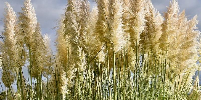 Hardy Ravenna Grass Saccharum ravennae