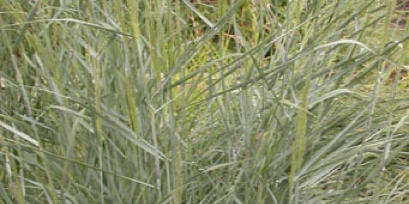 Panicum virgatum Rostrahlbusch - Red Switch Grass