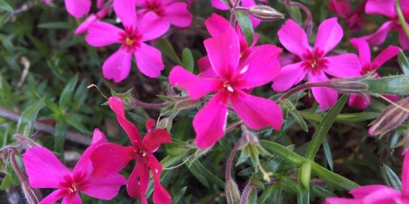 'Scarlet Flame' Creeping Phlox
