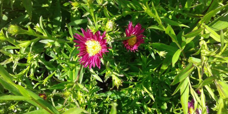 Aster dumosus 'Island Bahamas'