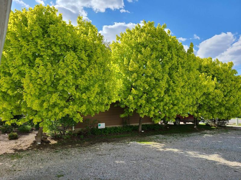 Maple - Princeton Gold