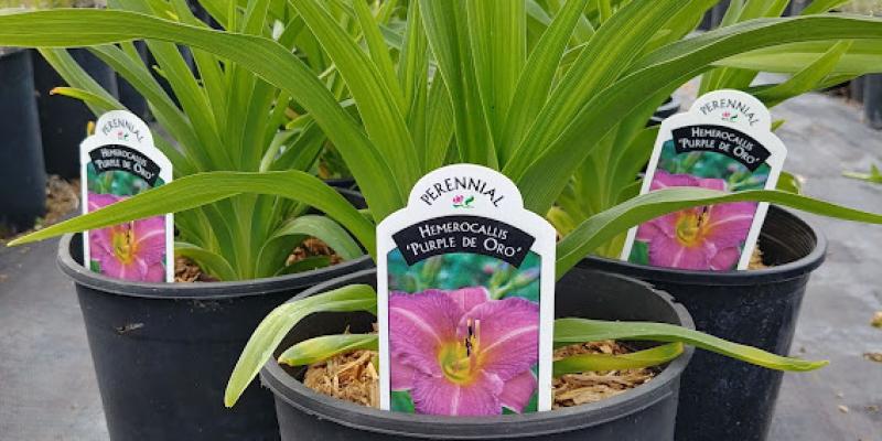 Hemerocallis 'Purple D'oro' Daylily