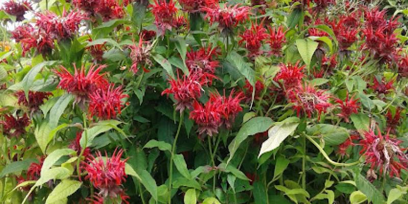 Monarda didyma 'Jacob Cline' Beebalm