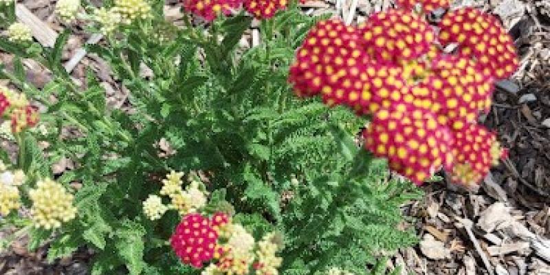 Achillea millefolium 'Strawberry Seduction' Yarrow