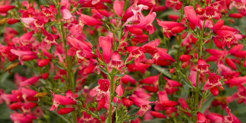 'Red Riding Hood' Penstemon