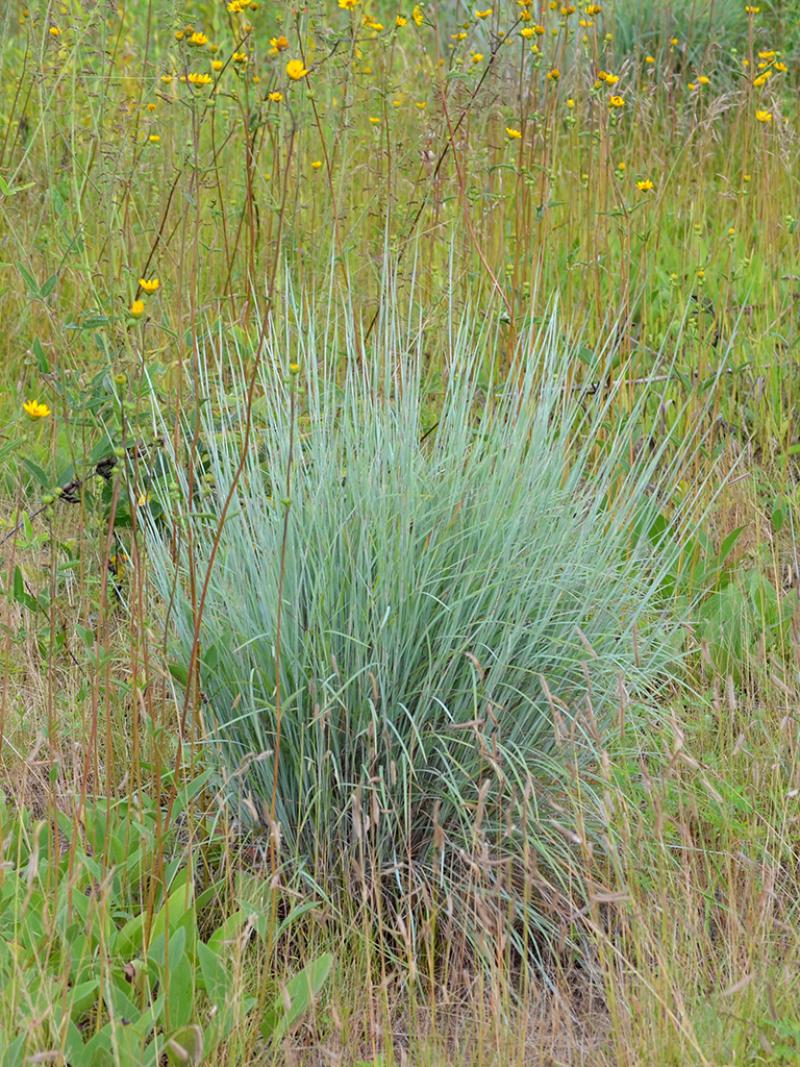 Little Bluestem Prairie Munchkin