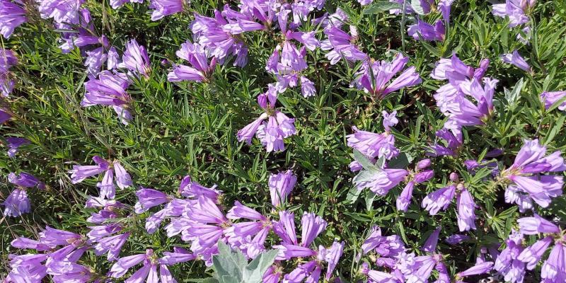 Shrubby penstemon - Penstemon fruticosus